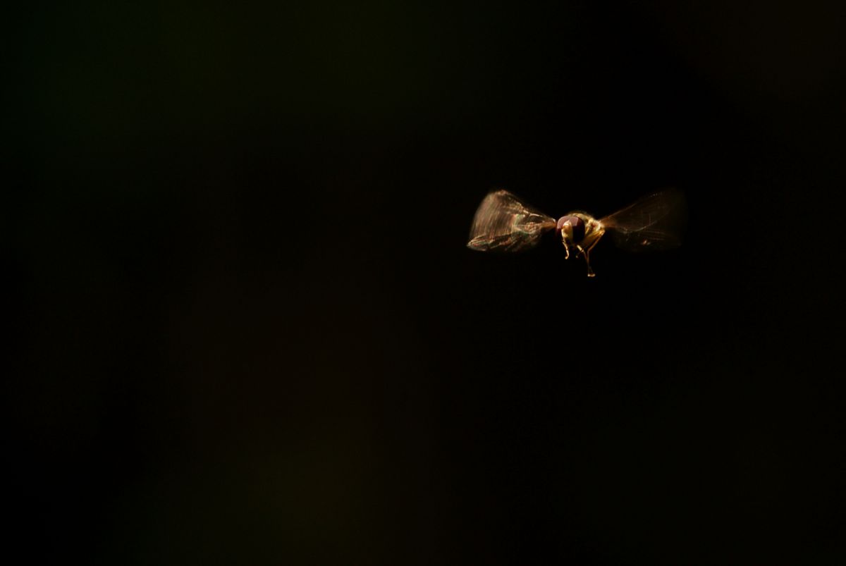 Laczkó-Magyar György