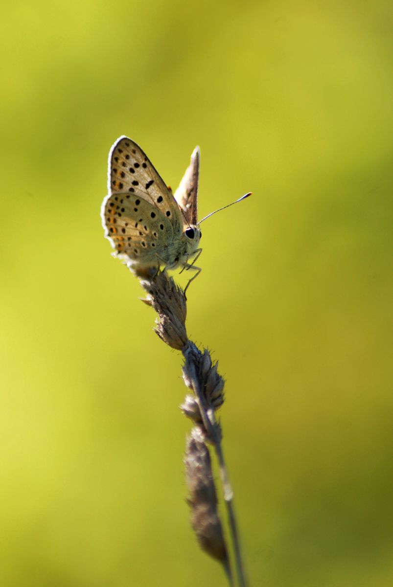 Laczkó-Magyar György