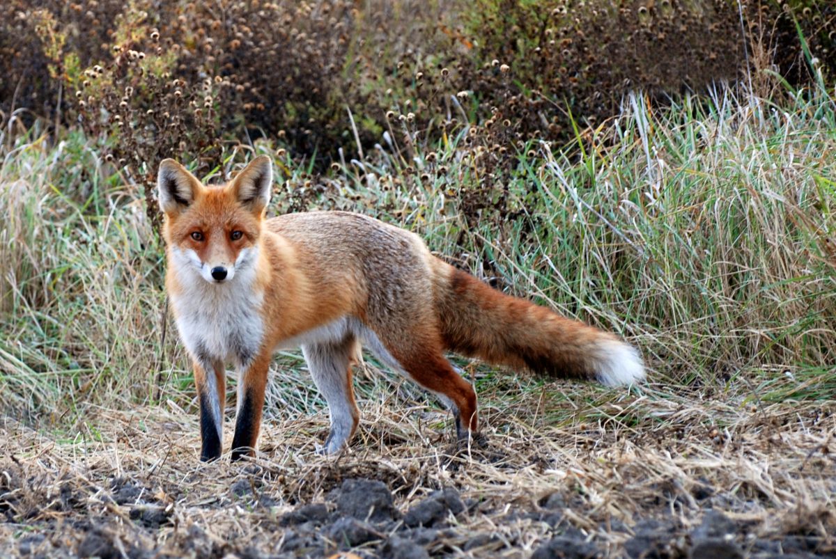 Gaál Zoltán Péter