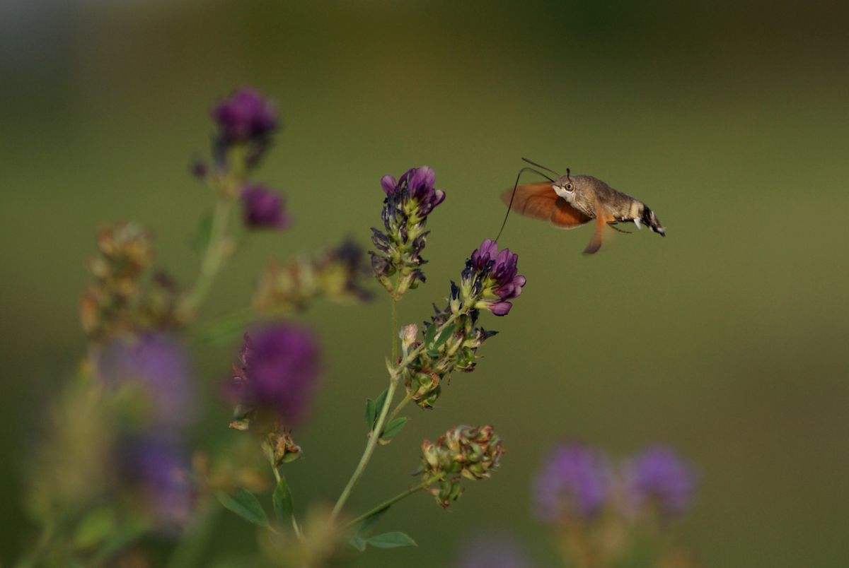 Laczkó-Magyar György