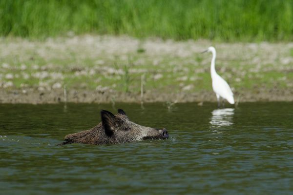 Mélyvíz! Csak úszóknak!