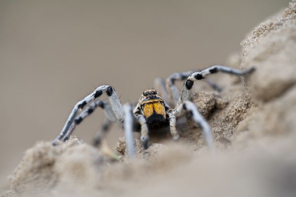 Szongáriai cselőpók