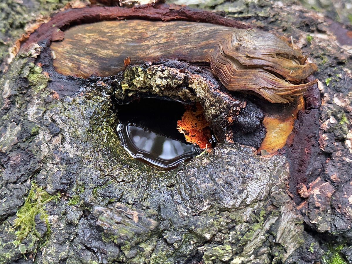 Presztolánszky Ágnes