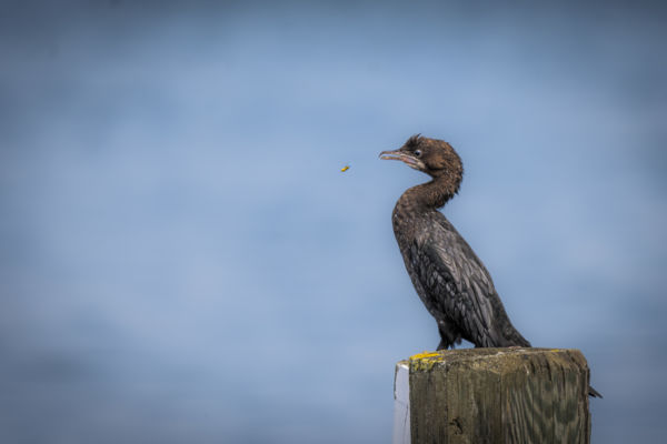 Apró kellemetlenség