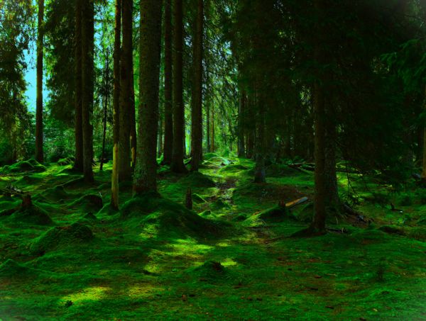 Zöld erdőben jártam...