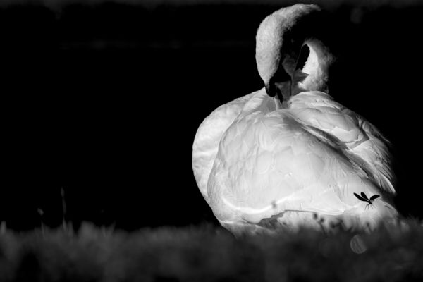 Csendélet társaságban