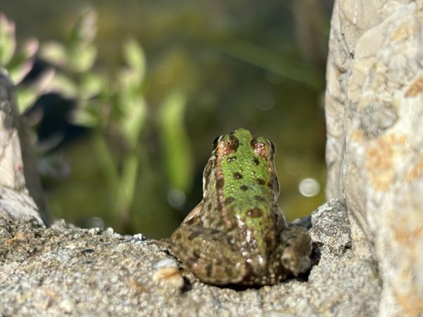 Déli ábránd Hunyadi módra