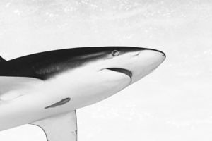 Grafikus cápa Grafikus cápa