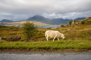 Élet a Skót Felföldön