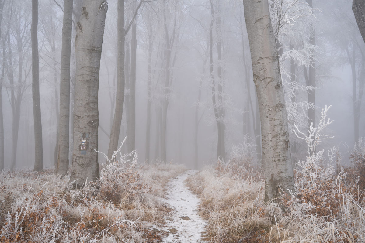 Dankházi Dániel Norbert