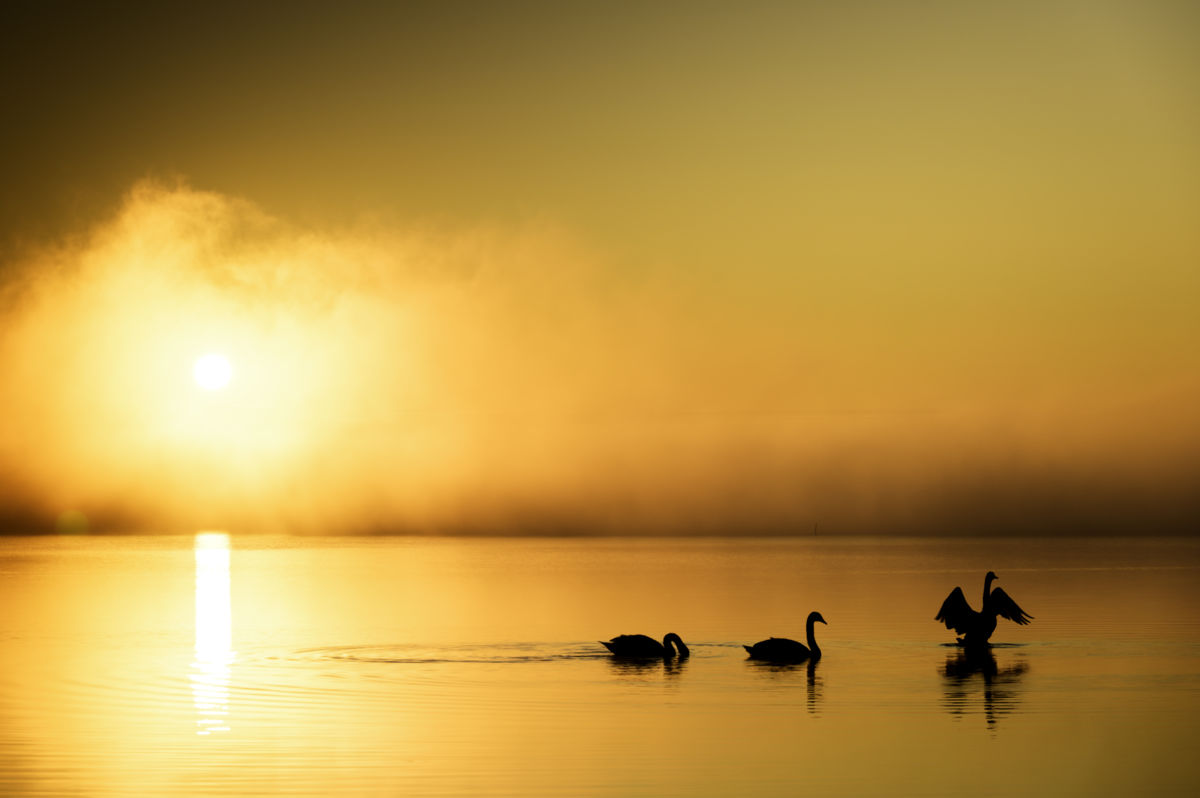 Teodóra Fellegvári