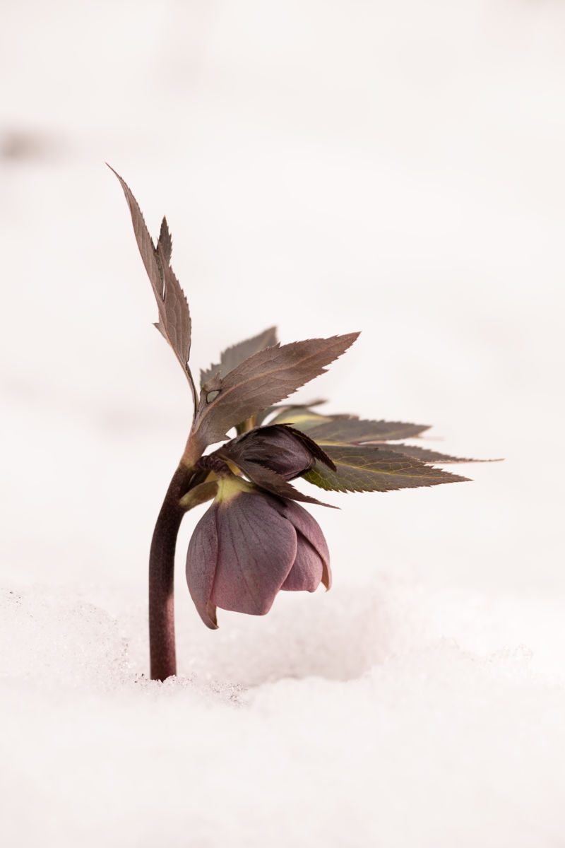 Dr. Kálmán Zsuzsanna