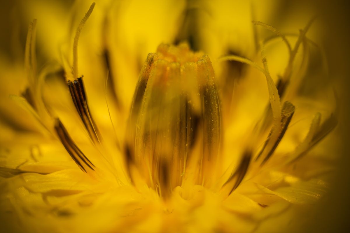 Varró Brigitta Barbara