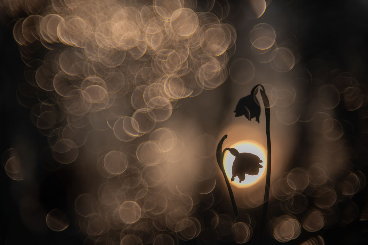 Darányiné Bakos Éva