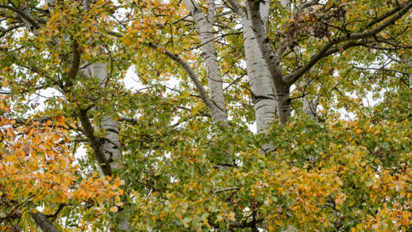 Őszülés a lombkoronában