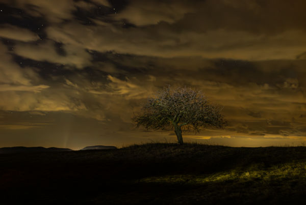 Körtefa a csillagok alatt