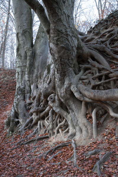 A bagoly fa szelleme