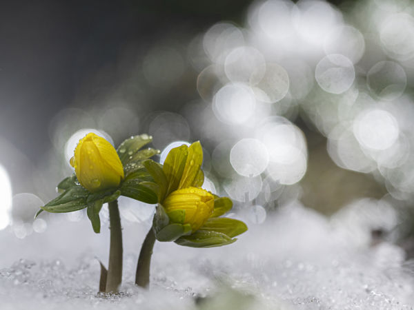A nagy havazás után