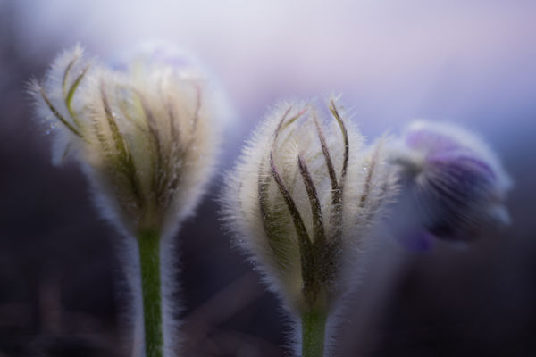 Fohászra nyíló kezeim