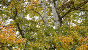 Őszülés a lombkoronában