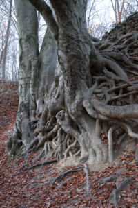 A bagoly fa szelleme A bagoly fa szelleme