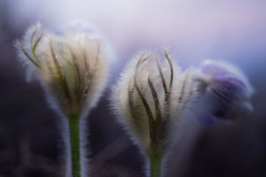 Fohászra nyíló kezeim