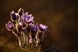 Egy tavaszi naplemente a Szénásokon