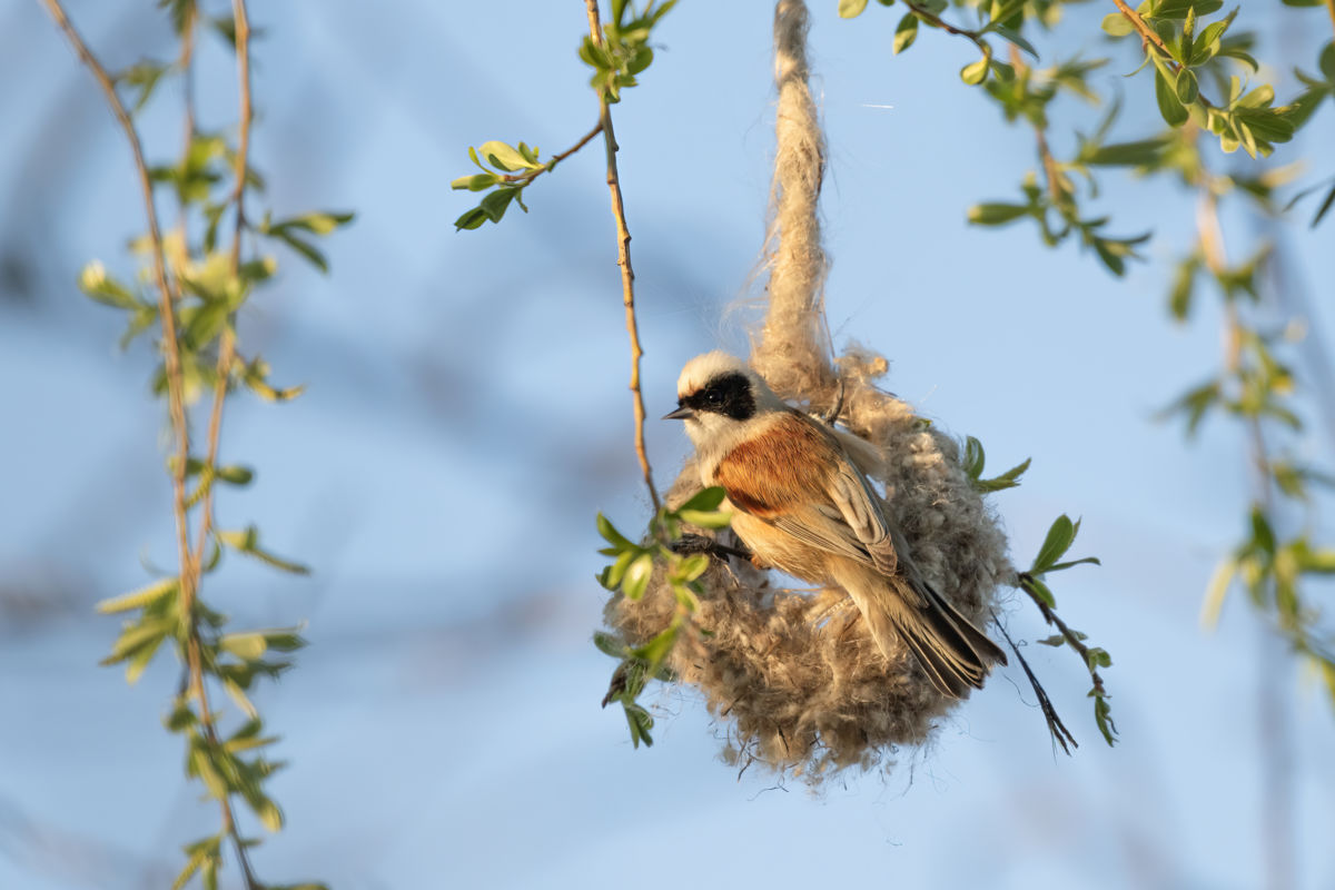 Dr. Kálmán Zsuzsanna