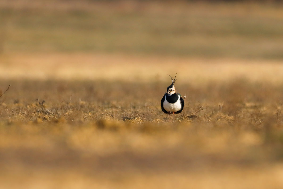 Dabis Mátyás Márton