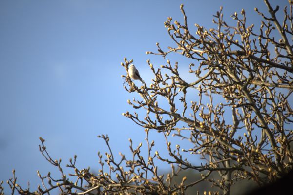 Erdő apró vándora