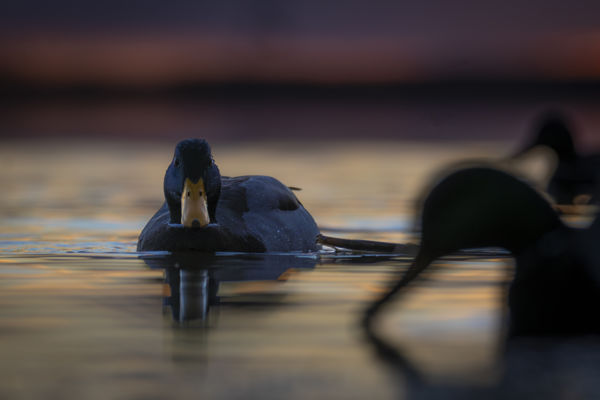 Bíbor alkony vándorai