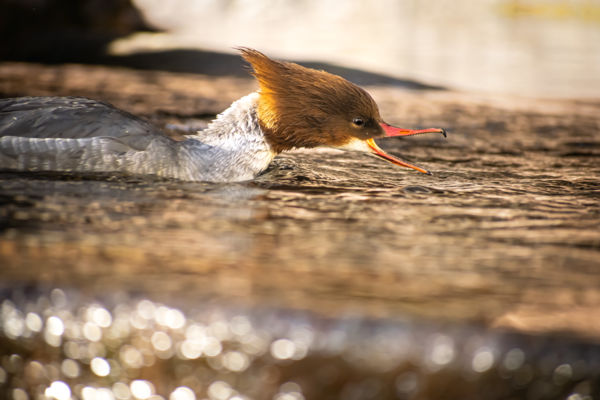 A természet nem habozik