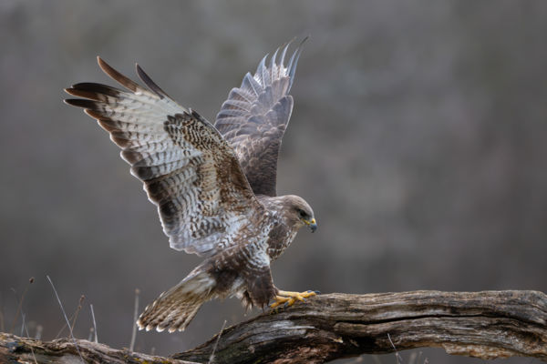 Pillanatnyi egyensúly