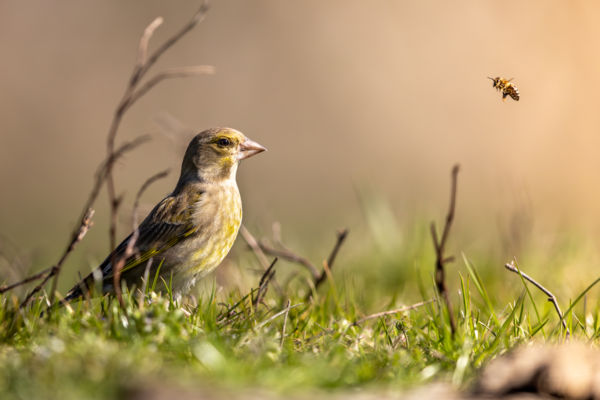 Telekszomszédok, avagy méh-berepülés