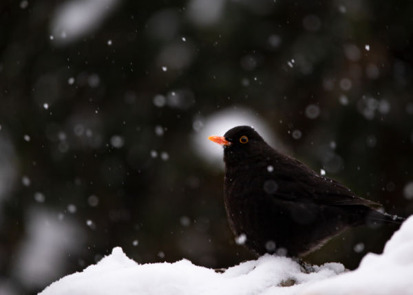 Tekintet a hóesésben