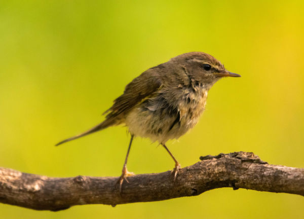 Koncentráló füzike