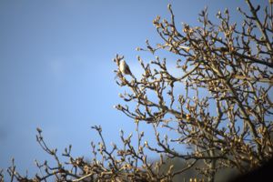 Erdő apró vándora