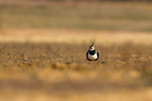 Kócos magány Kócos magány