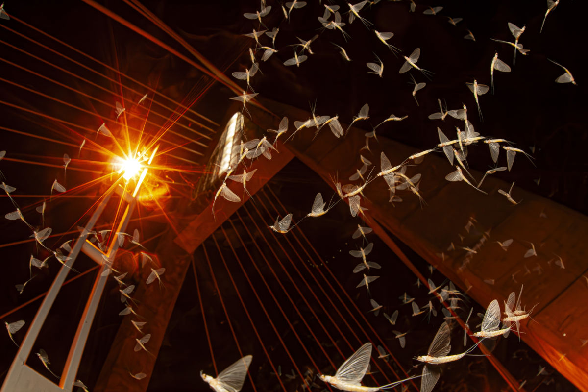 Kovács Máté Benedek