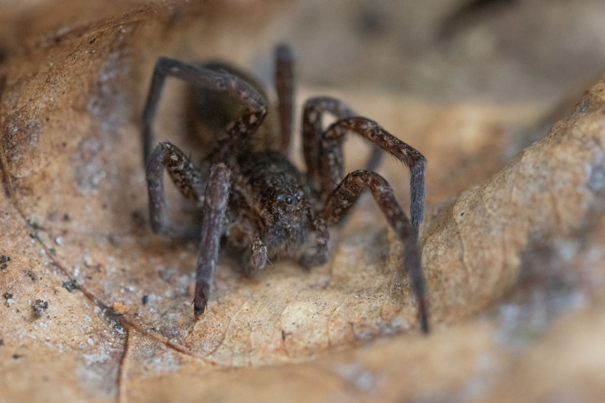 Dr. Kálmán Zsuzsanna