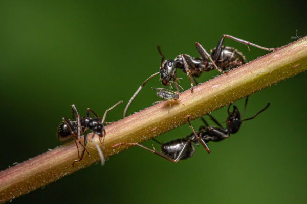 Mézharmat-gyűjtés