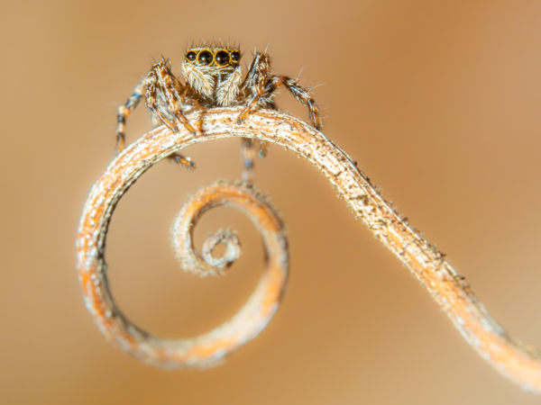 Amikor fibonacci befigyel