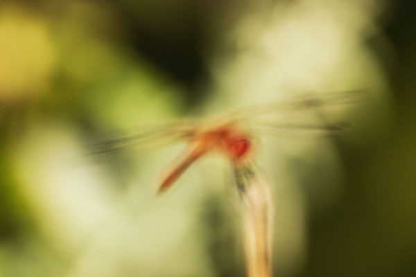 A látható eltűnés