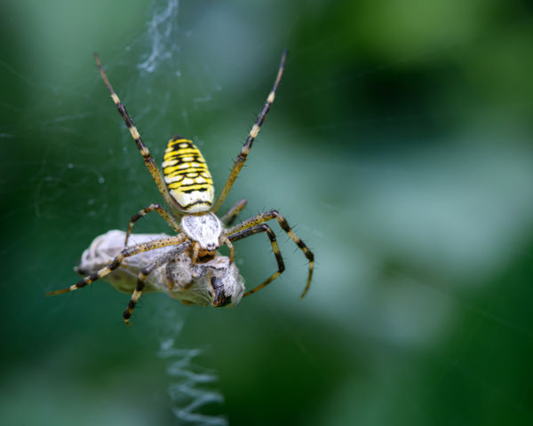 Végzet a selyemcsapdában