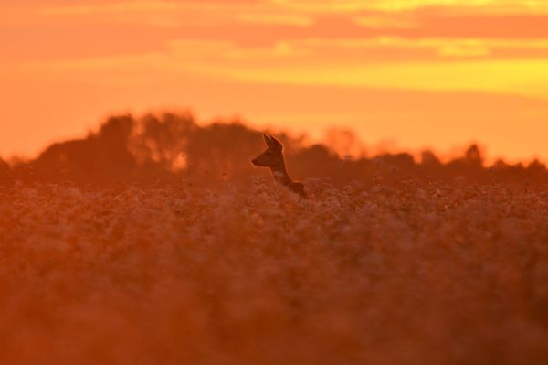Naplemente ölelésében
