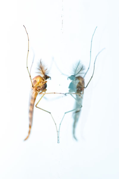 Tükörkép-más kép(p)