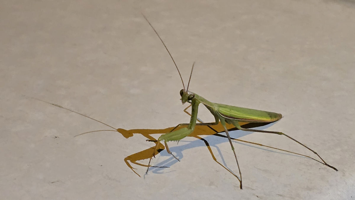 Dr. Kálmán Zsuzsanna