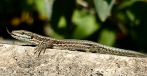 Ijesztő tekintet Ijesztő tekintet