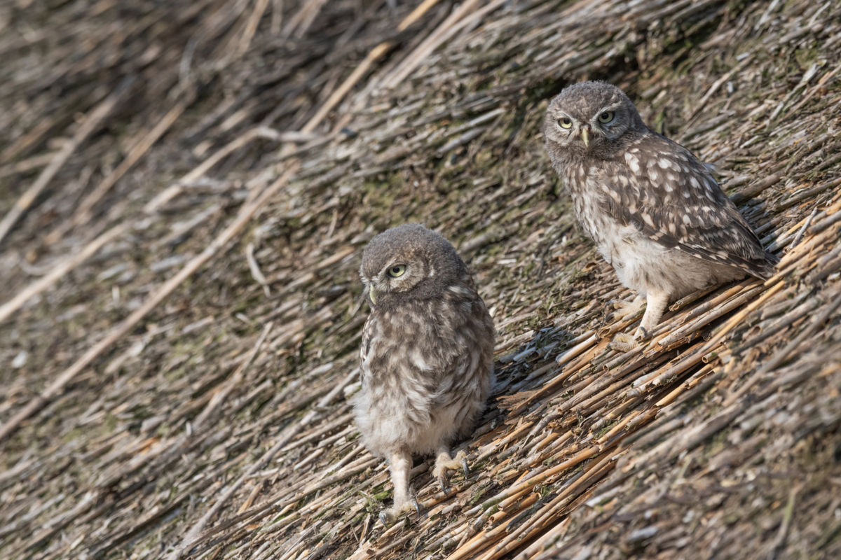 Dr. Kálmán Zsuzsanna
