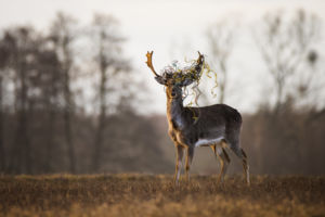 Kényszerű fejdísz
